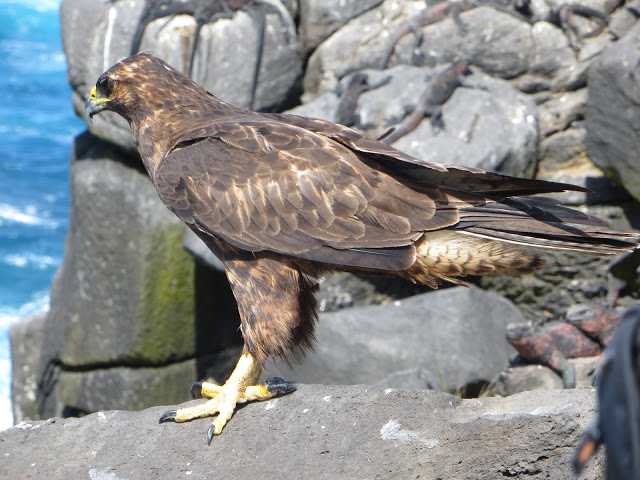 Galapagos Hawk